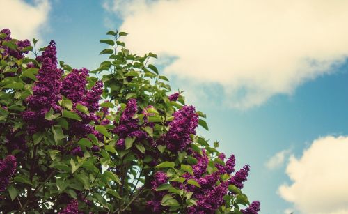 purple flowers bloom