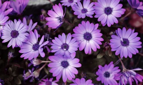 purple flower spring