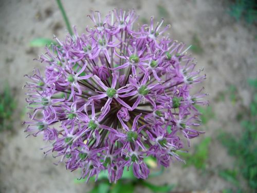 purple flower garden