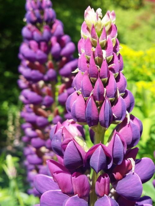 purple lupin flower