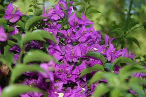 purple blossom bloom