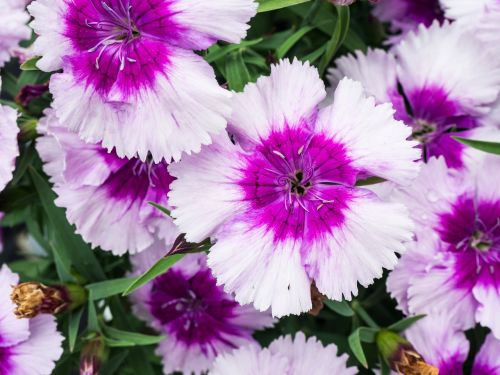 purple flowers garden