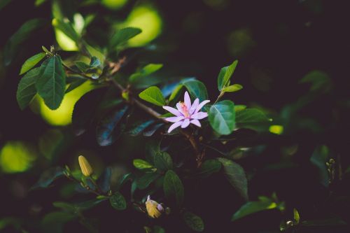 purple flower plants