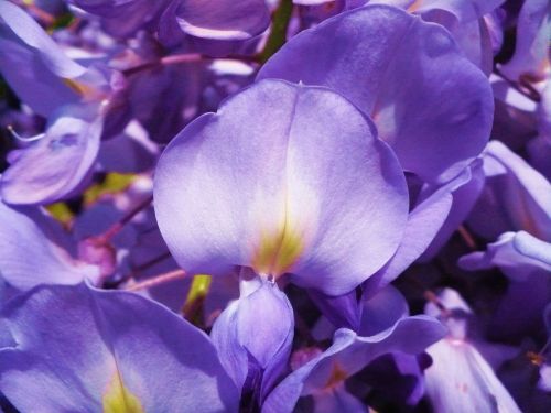 purple flower acacia