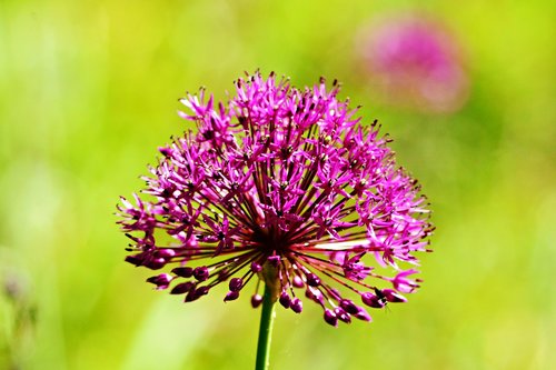 purple allium  wild flower  plant