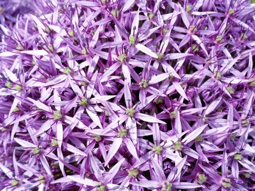 purple allium flowers garden