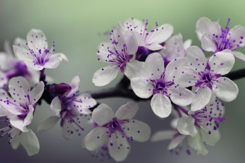 Purple &amp; White Blossom