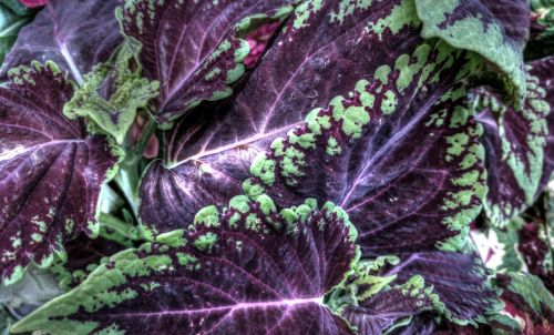 Purple And Green Leafy Plant