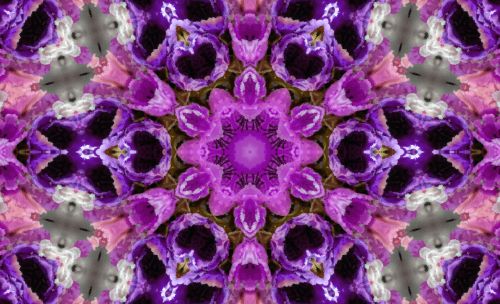 Purple And Pink Kaleidoscope
