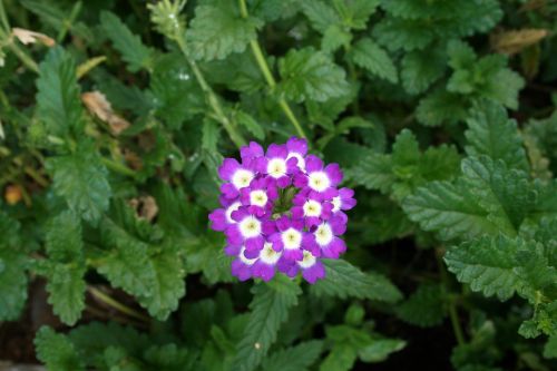 Purple And White Flower