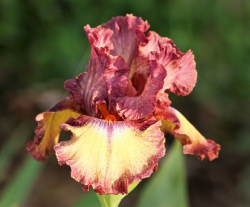 Purple And Yellow Bearded Iris 2