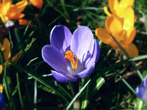 purple and yellow crocus spring flowers foliage