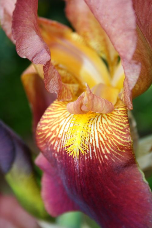 Purple And Yellow Iris