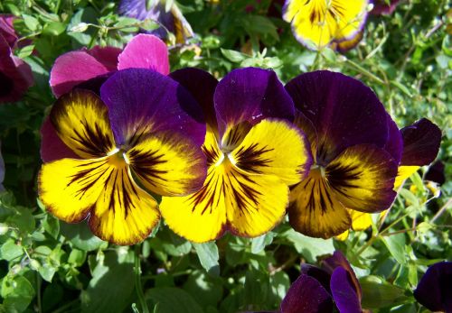 purple and yellow pansy flower garden spring