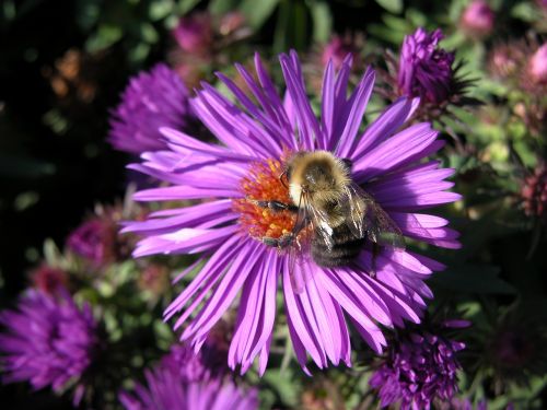 purple aster flower bumble bee