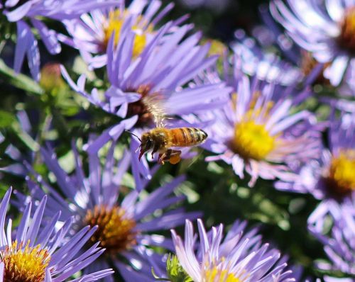 purple asters flowers honeybee