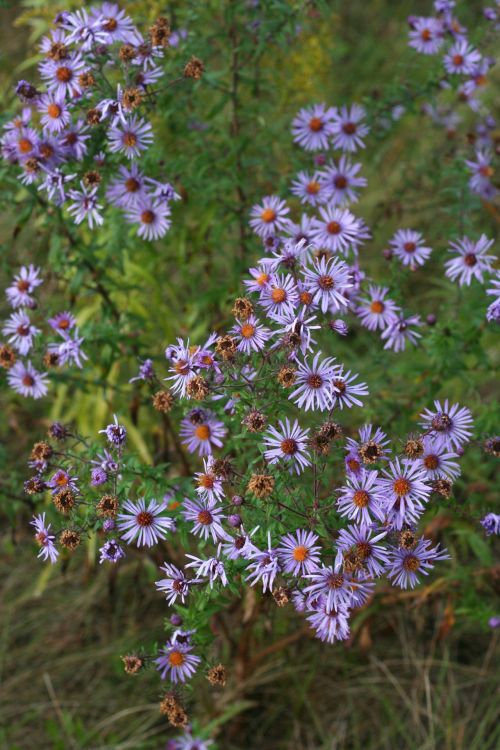 Purple Asters