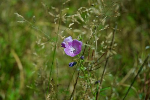 Purple Bloom