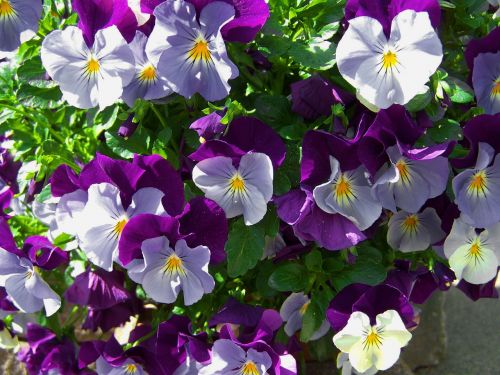 purple-blue pansy spring flower flower garden