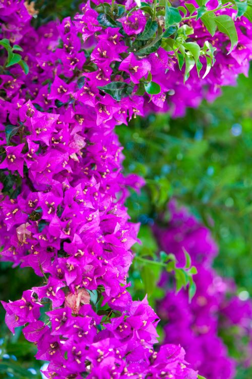 Purple Bougainvillea