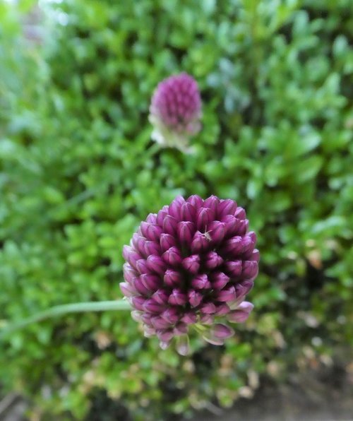 purple bud  chives  close up