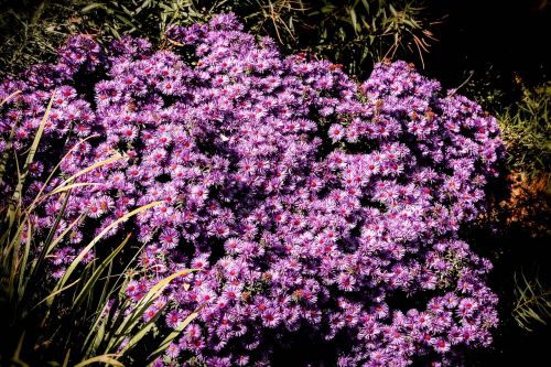 purple button chrysanthemums flower blossom