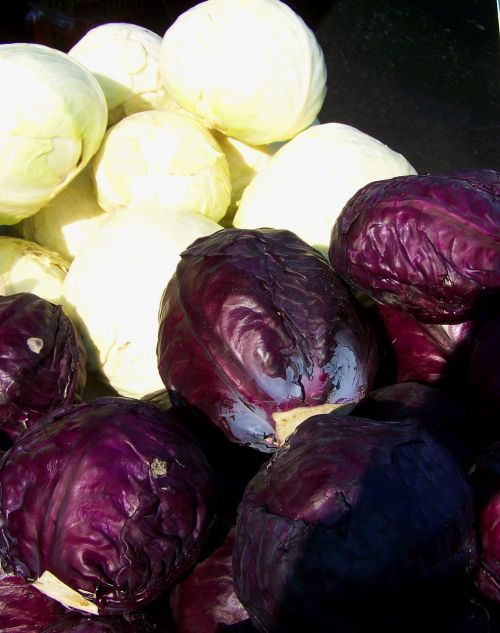 purple cabbage white cabbage vegetables