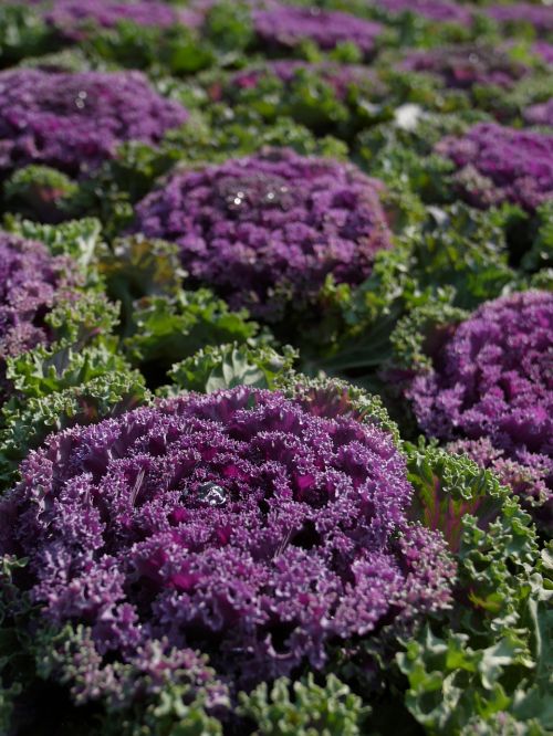 purple cauliflower vegetables flower expo