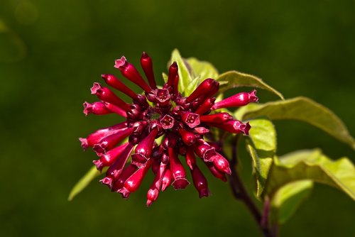 purple cestrum  flower  plant