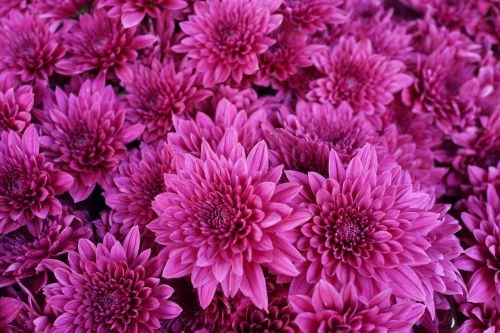 purple chrysanthemum abstract pattern
