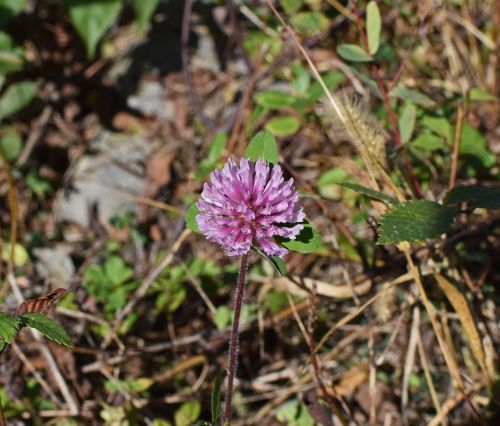 purple clover blossom bloom