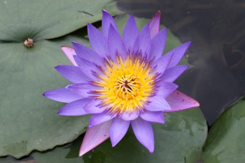 Purple Color Lotus Flower