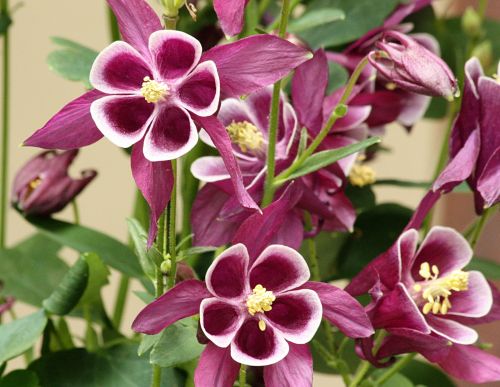 Purple Columbine Flowers