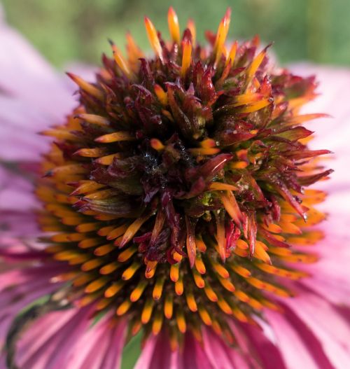 purple cone flower echinacea flower