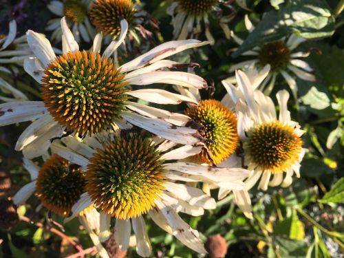 purple coneflower echinacea purpurea flower