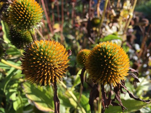 purple coneflower echinacea purpurea flower