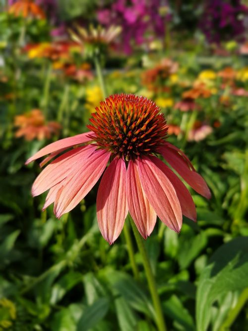 purple coneflower echinacea flowers