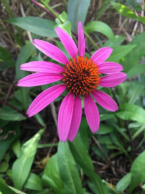 purple coneflower  summer  nature