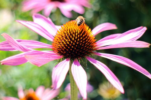 purple coneflower echinacea purpurea sun hat