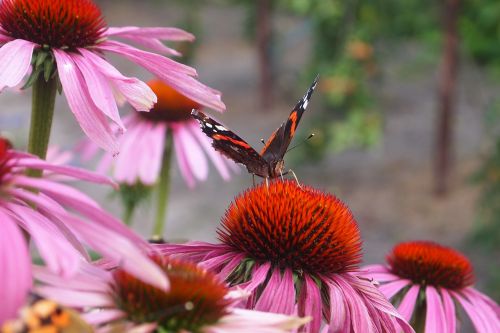 purple coneflower echinacea purpurea butterfly