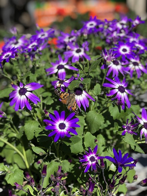 purple daisies  painted lady butterfly  butterfly