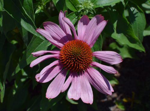 purple echinacea echinacea cone flower