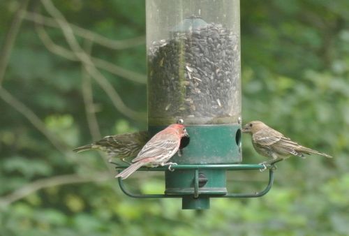 purple finch bird finch