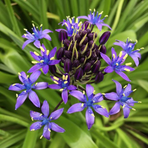 shiraperubiana purple flower bed of flowers