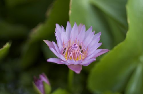 purple flower pink flower macro