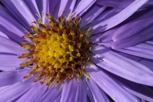 purple flower flower blossom