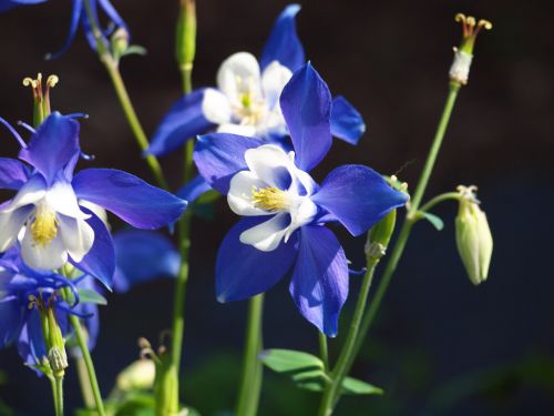 Purple Flower