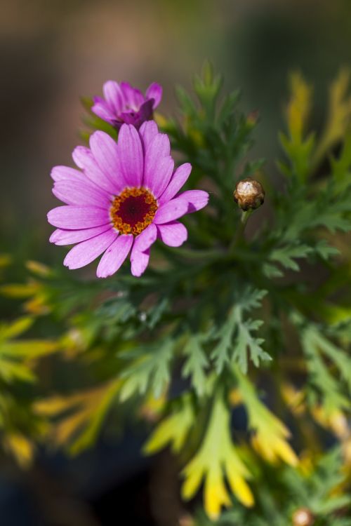 purple flower petals purple