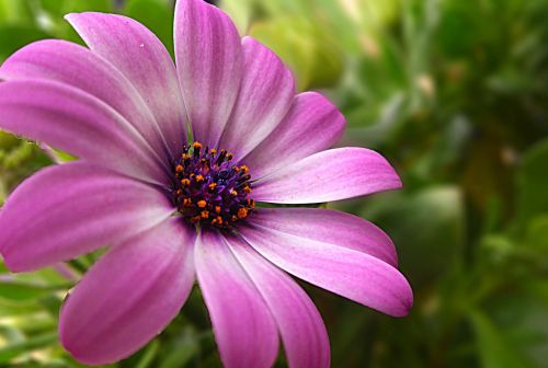 Purple Flower