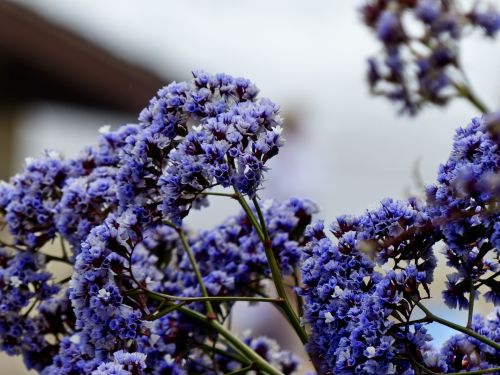 Purple Flower